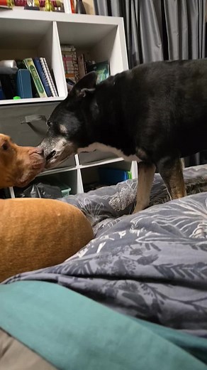 Funny Dog Moments That Offended My Friend