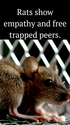 Rats show empathy and free trapped peers
