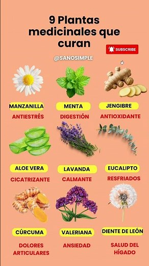 9 Plantas Medicinales que CURAN 🌼