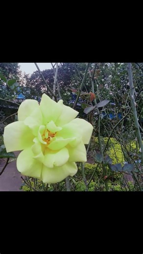 valaiyosai song-sathyaa movie-kadhal kaditham