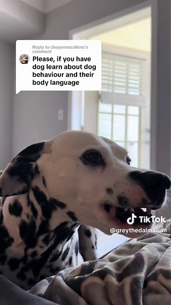 Understanding Your Dog's Behavior: A Guide for Pet Owners