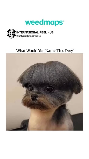 🌍 INTERNATIONAL REEL HUB on Instagram: "The post showcases a 5-second video of a small dog, likely a Yorkshire Terrier, sporting a bowl-cut hairstyle with bangs and a mustache-like muzzle fur, evoking retro comedy aesthetics. Replies overwhelmingly suggest "Moe," alluding to Moe Howard of The Three Stooges due to the matching haircut, contributing to the post's rapid virality with 1.2 million views and 5,000+ replies within hours. Authored by , a nature and wildlife photographer, this playful d