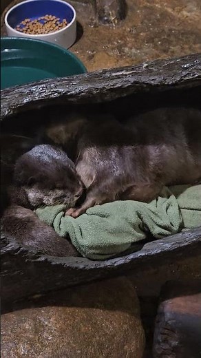Adorable Otters Cuddling! 🦦 Too Cute to Handle!