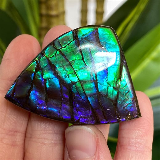 Ammolite, AAA Ammolite, Purple Ammolite Fossil, High Quality Ammolite Specimen - Etsy