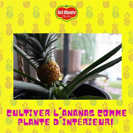Savez-vous que vous pouvez faire pousser un ananas comme plante d'intérieur ? 🌱🍍 1️⃣ Coupez le sommet feuillu à environ 1,5 cm sous les feuilles, puis retirez les plus basses 2️⃣ Retirez certaines des feuilles inférieures de la tige de l'ananas, exposant environ 2,5 cm de tige nue. 3️⃣ Mettez la couronne d'ananas de côté pendant quelques jours pour permettre à la plaie de sécher. 4️⃣ Plantez-le dans le sol et arrosez la plante lorsqu'elle est sèche, juste assez pour la garder humide. En 1 à 3 