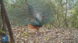 A wild habitat of green peafowl has been discovered in SW China's Yunnan Province. Rare footage of a peacock spreading beautiful tail to court female has been captured by hidden cameras. | China Xinhua News