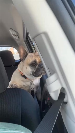 Frenchie sounds 📣📣 #fblifestyle #foryou #fo #dogsoftiktok #frenchiesoftiktok #frenchbulldog | Mason Barnaby Frenchie