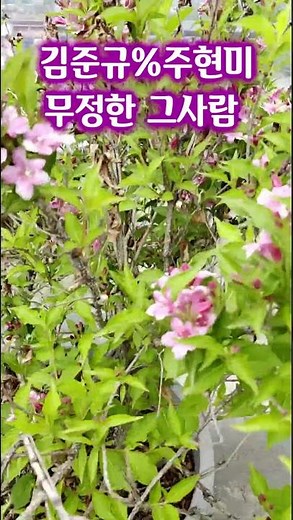김준규%주현미-무정한 그사람