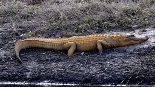 Orange alligators in South Carolina? The surprising reason behind it