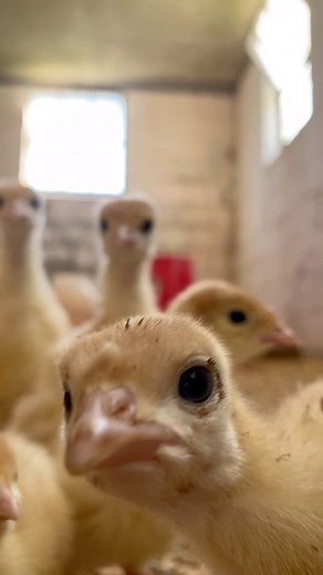Turkey trouble 😆🦃 | Clover Valley Farm