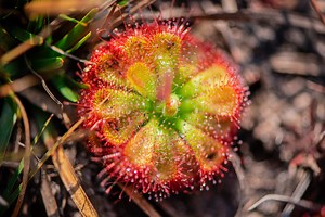 Carnivorous Plants Are the Witchy Solution to Pest Control