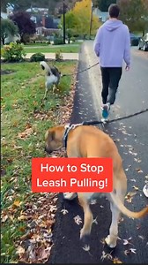 9.4M views · 56K reactions | "This is say it once dog training. Not say it 76 times." Thanks to: instagram.com/sayitoncedogtraining tiktok.com/@sayitoncedogtraining | BuzzFeed | Facebook