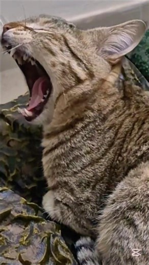 My Cat Screamed So Loud at My Phone 😹 Must Watch! #shorts #viralcats #catvideos #funnycat