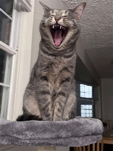 I made 3 of the same video! If this one reached you, you’re team Clio!🐾 #CapCut #clio #funnycat #trending #fyp