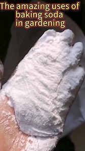 Using baking soda in gardening #garden #gardening101 #planting #bakingsoda | The Seed of life