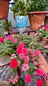 Keep your Verbena blooming beautifully with a few smart pruning tips! Trim back spent flowers regularly to encourage continuous blooms. In mid-season, give the plant a light haircut to promote fresh growth and prevent legginess. Healthy pruning keeps your garden vibrant all summer! #VerbenaCare #PruningTips #SummerBlooms #Reels #Trending #Viral #highlights #everyone #everyonehighlightsfollowers #flowerlovers #foryoupage #viralreels #viralflower #gardening #gardeningtips #gardeninspiration #flowe