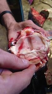 19K views · 211 reactions | Fetlock joint showing your main tendons | Hoof heducation | Facebook