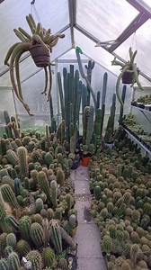 Here's a little update about the hanging basket pots that I experimented with. On the first look this seems pretty good and I'll probably buy me a bunch of them for the greenhouses. #cactus #flowers #nature #echinopsis #gardening #cacti #plants #succulents #trichocereus #cactusjerk #botany #photography #Lobivia | Cactus Jerk