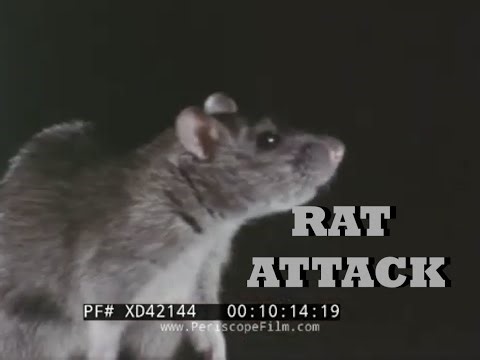 " RAT ATTACK " BIZARRE RAT & RODENT CONTROL EDUCATIONAL FILM XD42144