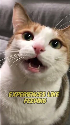Why Cats Respond to Certain Voices