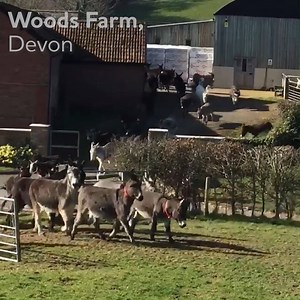 140K views · 7K reactions | Here's a Monday morning pick-me-up.  | The Donkey Sanctuary | Facebook