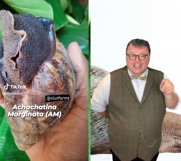 Exploring African Giant Snails: Largest Land Snails