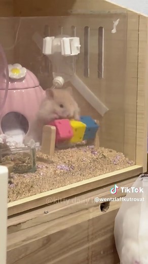 Funny Hamsters: Adorable Moments to Brighten Your Day