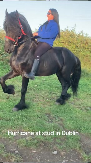 Beautiful Hurricane Horse at Stud in Dublin
