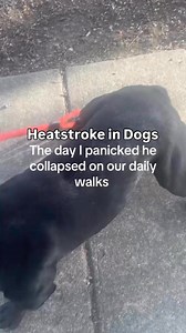 ☀️🐾 Dogs can’t tell us when they’re overheating, so it’s up to us to spot the signs! Watch for excessive panting, drooling, bright red gums, vomiting, unsteady movement, or sudden collapse. If you notice these, move your pup to a cool spot, offer water, and call your vet immediately. 👉 #DogHealth #PetCareTips #petparent #fitdog | Thinking Canine