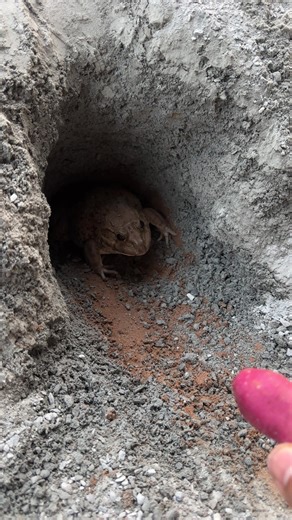 #FunnyFrog #FrogFunny #FrogLife #CrazyFrog #CuteFrog | frog video