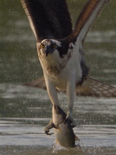 Osprey Dive Catches Fish | Incredible Precision Hunting
