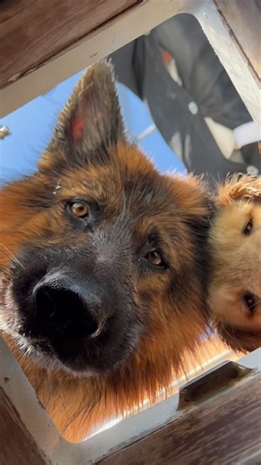 Apollo is moody today, better not touch his treats. - - #Cute #puppy #dogs #germansheherd #gsd #goldenretriever #cute #fluffydog #boat #doginfluencer #fblifestyle #dogsofinstagram #trending #viral | apollo_germanshepherd