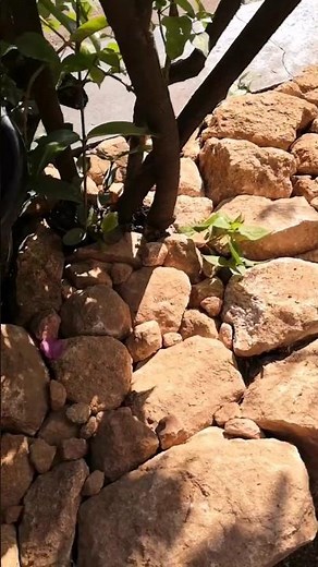 Landscaping flower bed with stones