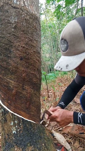 rubber tapping,"GUgh, I'm too lazy to go out" 😁 #howrubberismade #nature #latex #wildlife #rubber