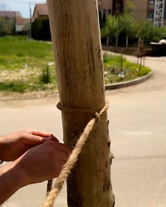 108K views · 139 reactions | Tree rope knot trick | Genius Craft | Facebook