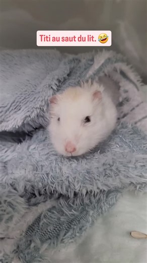 Dr Jassogne et Dr Havelange on Instagram: "Retrait d'une tumeur d'environ 5cm de diamètre sur le flanc droit de ce petit hamster 🐹 de 50 grammes. Une chirurgie rondement menée et 24 heures post-opératoires au top pour Titi. Le feu est vert🚦 pour une convalescence à la maison 🏡. #hamster #surgery #tumor #smallmammalsvet #vetlife"