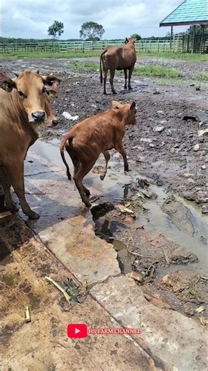 the sound of a cow funny mooing videos #shorts #cow #cowsound