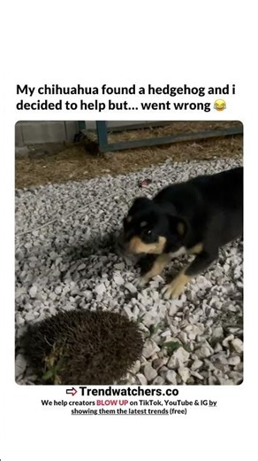 She almost bite me 😂 #chihuahua