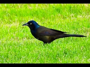 Common Grackle - Pat O'Neil's Video Bird ID's