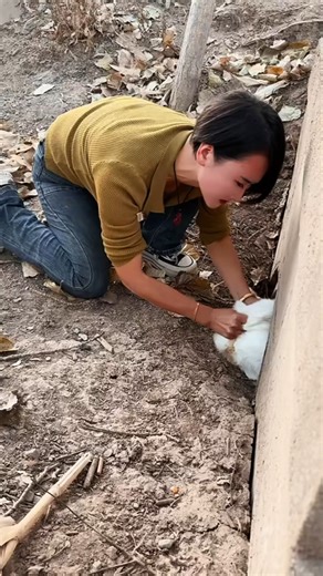 Rolling like a pro. #plush #fatty #mood | Adorable Fat Rabbit