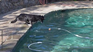 Smart dog reaching for a ball using its paws