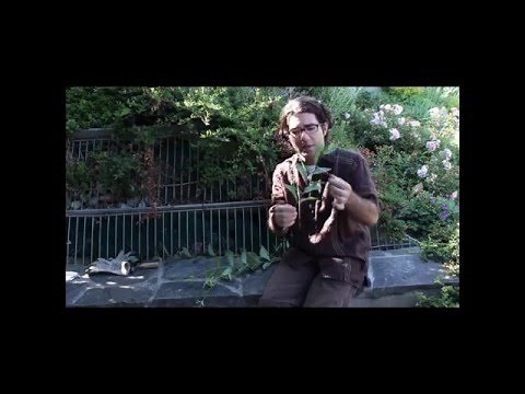 Dog-strangling vine: Identification, impact and removal