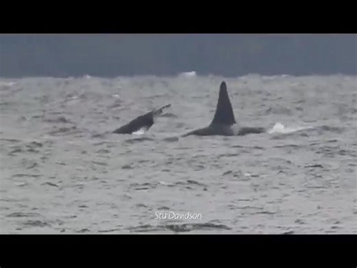 This morning as Kpod, of the endangered Southern Resident Killer Whales (SRKW), foraged in North Puget Sound's Possession Triangle. *first time getting a SRKW catching a fish (watch at about ten seconds in - did a freeze frame showing the fish tail). Can you spot the new baby? 15 orcas now in K-Pod ! From North Edmonds shoreline. | Stu Davidson Photography