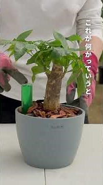 【What's the difference?】Introducing how to use fertilizers and plant tonics 🌱｜AndPlants' carefull...