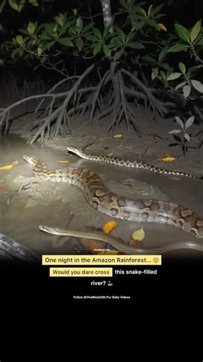 One Night in the Amazon Rainforest… 🐍 Would You Cross This Snake-Filled River? 😱