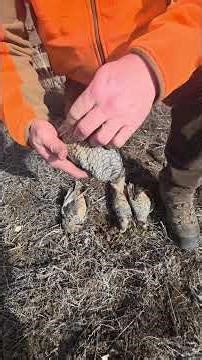 How to determine sex and age of Scaled Quail #uplandhunting #quailhunting #wildlifebiology