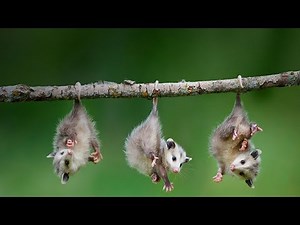 Watch how to sign 'possum' in American Sign Language.
