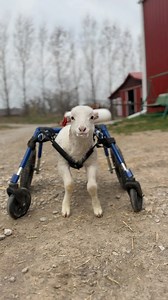 1.7K views · 786 reactions | Livestock auctions are outdated and...