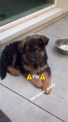#germanshepherd #edit #dc #fyp