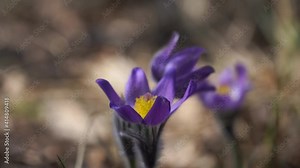 Northern Crocus in the forest with blurred background , Prairie Crocus, Prairie Smoke, or Pasque Flower
